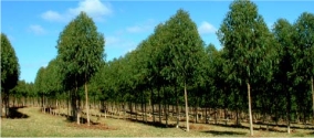 Projetos Florestais